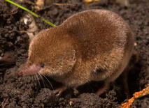 duck mouse